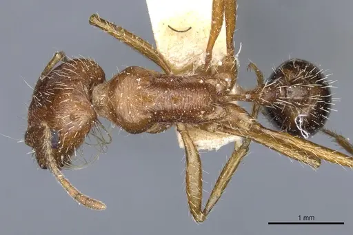 Pogonomyrmex californicus specimen CASENT0904115 image casent0904115_1