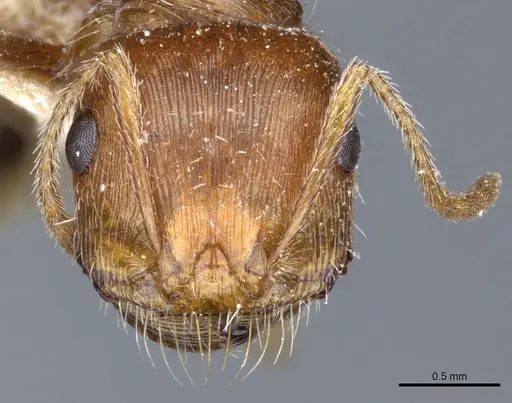 Pogonomyrmex californicus specimen CASENT0904115 image casent0904115_2
