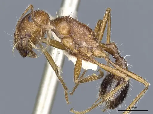 Pogonomyrmex californicus specimen CASENT0904115 image casent0904115_3