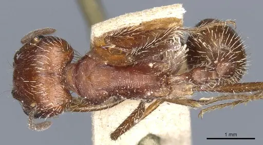 Pogonomyrmex californicus specimen CASENT0904116 image casent0904116_1