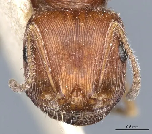 Pogonomyrmex californicus specimen CASENT0904116 image casent0904116_2