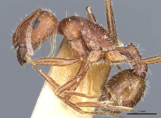 Pogonomyrmex californicus specimen CASENT0904116 image casent0904116_3