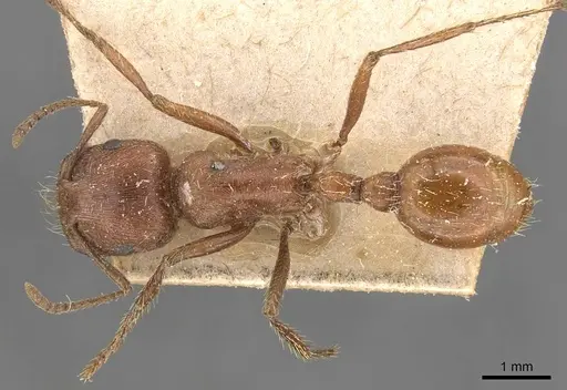 Pogonomyrmex californicus specimen CASENT0907665 image casent0907665_1