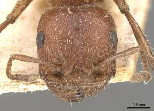 Pogonomyrmex californicus specimen CASENT0907665 image casent0907665_2