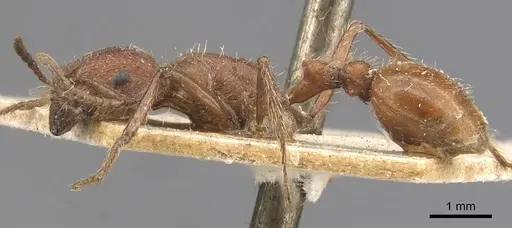 Pogonomyrmex californicus specimen CASENT0907665 image casent0907665_3
