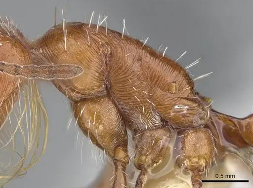 Pogonomyrmex californicus specimen CASENT0914097 image casent0914097_1
