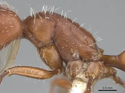 Pogonomyrmex californicus specimen CASENT0914098 image casent0914098_1