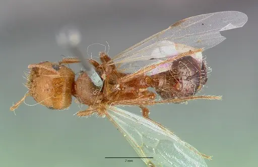 Pogonomyrmex californicus specimen CASTYPE00625 image castype00625_1