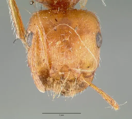 Pogonomyrmex californicus specimen CASTYPE00625 image castype00625_2