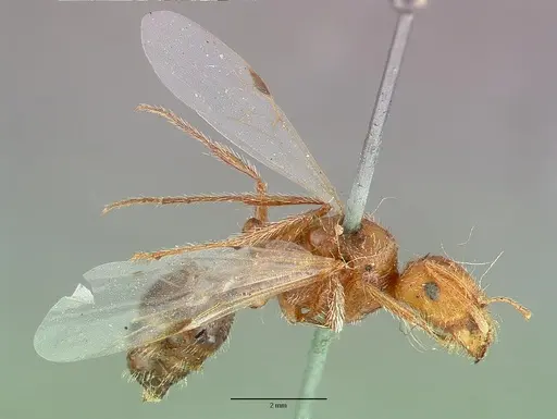 Pogonomyrmex californicus specimen CASTYPE00625 image castype00625_3