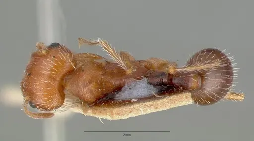 Pogonomyrmex californicus specimen CASTYPE00626 image castype00626_1