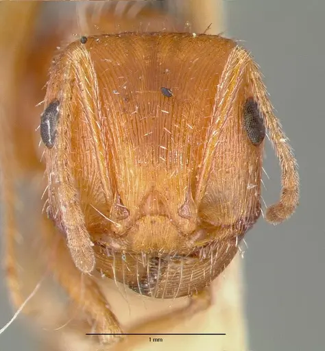 Pogonomyrmex californicus specimen CASTYPE00626 image castype00626_2