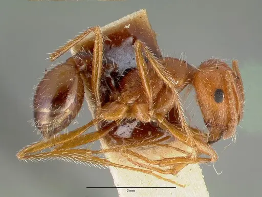Pogonomyrmex californicus specimen CASTYPE00626 image castype00626_3