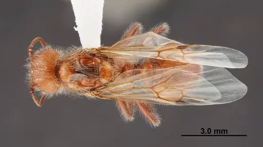 Pogonomyrmex californicus specimen FMNHINS0000083129 image fmnhins0000083129_1