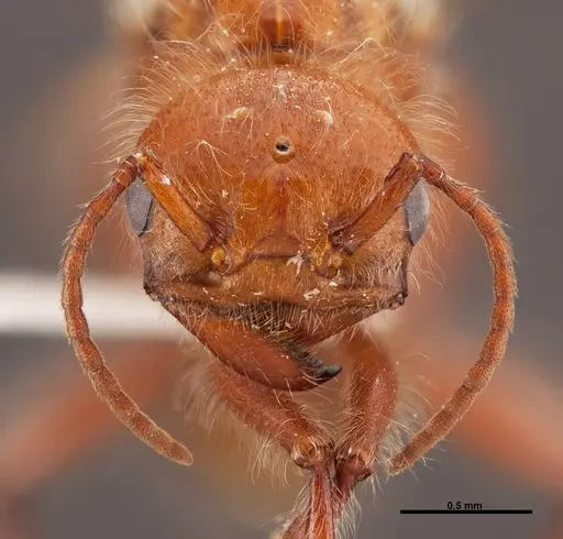 Pogonomyrmex californicus specimen FMNHINS0000083129 image fmnhins0000083129_2