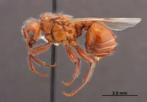 Pogonomyrmex californicus specimen FMNHINS0000083129 image fmnhins0000083129_3