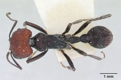 Pogonomyrmex carbonarius specimen CASENT0173350 image casent0173350_1