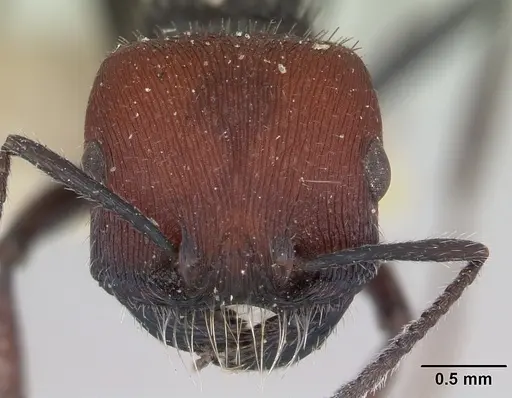 Pogonomyrmex carbonarius specimen CASENT0173350 image casent0173350_2