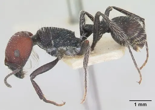 Pogonomyrmex carbonarius specimen CASENT0173350 image casent0173350_3