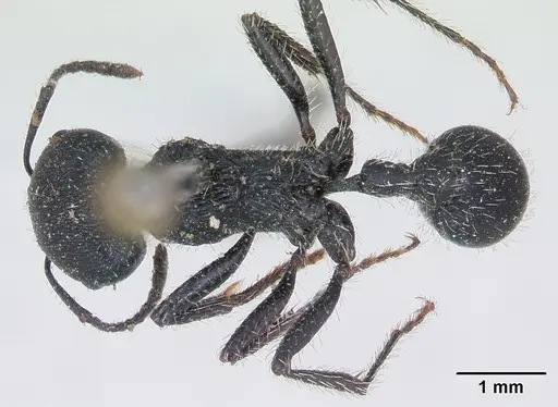 Pogonomyrmex carbonarius specimen CASENT0173355 image casent0173355_1