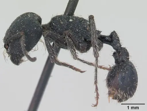 Pogonomyrmex carbonarius specimen CASENT0173355 image casent0173355_3