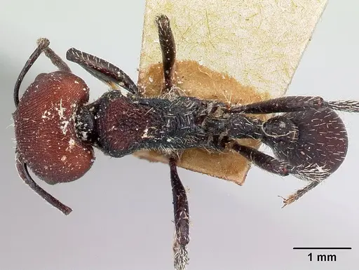Pogonomyrmex carbonarius specimen CASENT0217252 image casent0217252_1