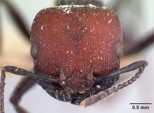 Pogonomyrmex carbonarius specimen CASENT0217252 image casent0217252_2