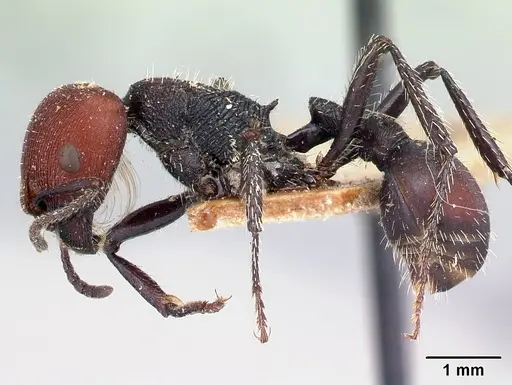 Pogonomyrmex carbonarius specimen CASENT0217252 image casent0217252_3