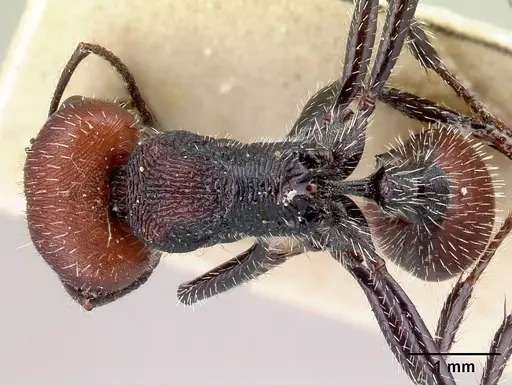 Pogonomyrmex carbonarius specimen CASENT0217256 image casent0217256_1