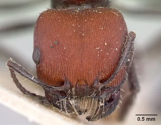 Pogonomyrmex carbonarius specimen CASENT0217256 image casent0217256_2