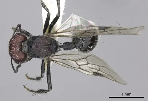 Pogonomyrmex carbonarius specimen CASENT0235288 image casent0235288_1
