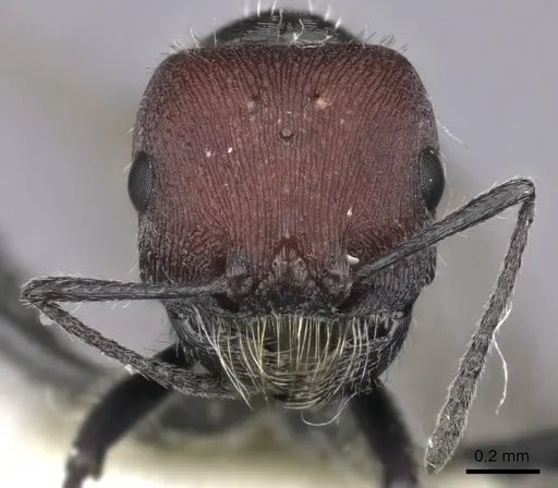 Pogonomyrmex carbonarius specimen CASENT0235288 image casent0235288_2