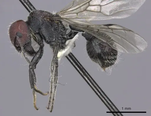 Pogonomyrmex carbonarius specimen CASENT0235288 image casent0235288_3