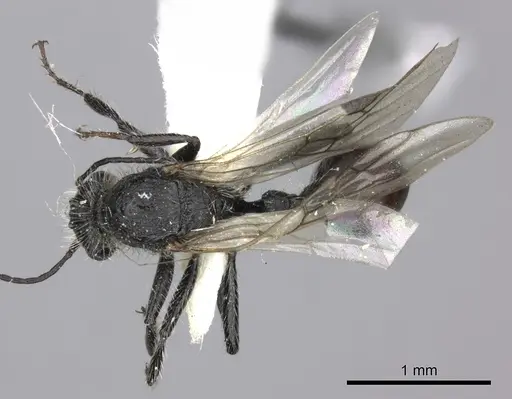 Pogonomyrmex carbonarius specimen CASENT0235289 image casent0235289_1