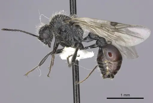Pogonomyrmex carbonarius specimen CASENT0235289 image casent0235289_3