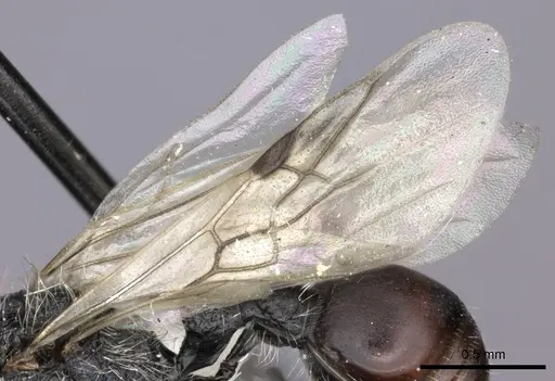 Pogonomyrmex carbonarius specimen CASENT0235289 image casent0235289_4