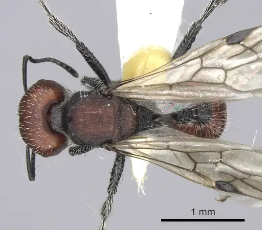 Pogonomyrmex carbonarius specimen CASENT0235295 image casent0235295_1