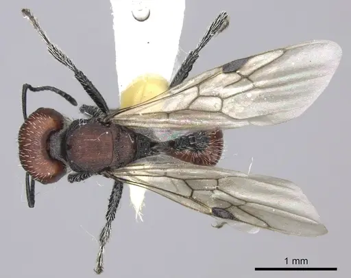 Pogonomyrmex carbonarius specimen CASENT0235295 image casent0235295_2