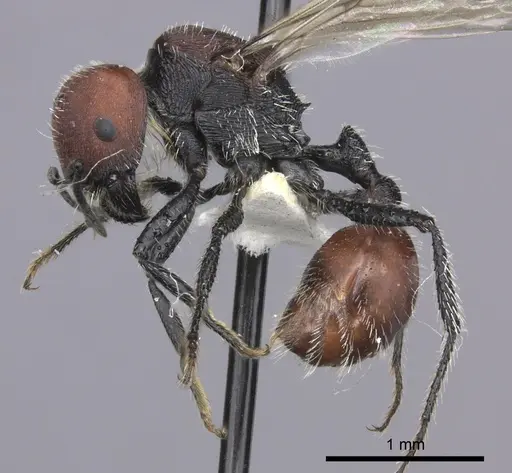 Pogonomyrmex carbonarius specimen CASENT0235295 image casent0235295_4