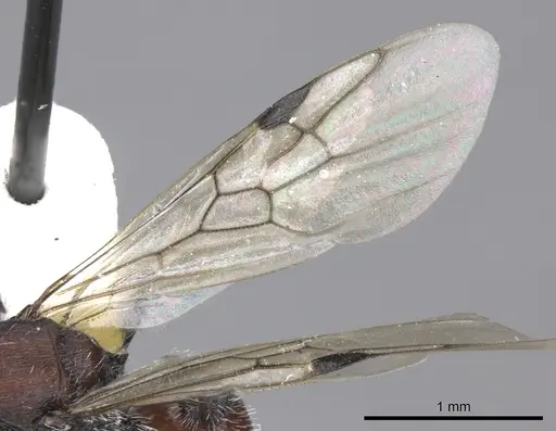 Pogonomyrmex carbonarius specimen CASENT0235295 image casent0235295_5