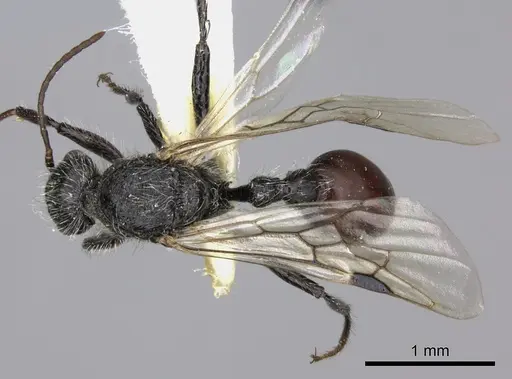 Pogonomyrmex carbonarius specimen CASENT0235296 image casent0235296_1