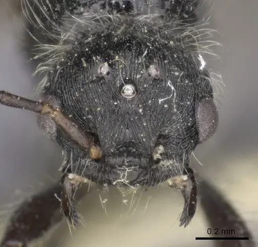 Pogonomyrmex carbonarius specimen CASENT0235296 image casent0235296_2