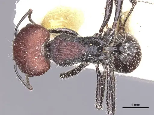 Pogonomyrmex carbonarius specimen CASENT0913100 image casent0913100_1