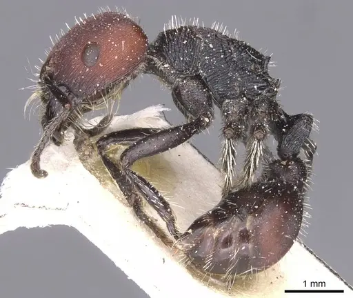 Pogonomyrmex carbonarius specimen CASENT0913100 image casent0913100_3