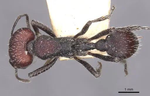 Pogonomyrmex carbonarius specimen CASENT0913102 image casent0913102_1
