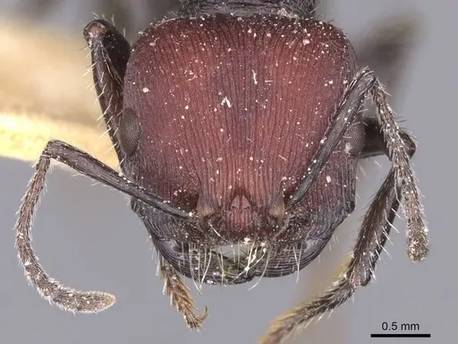 Pogonomyrmex carbonarius specimen CASENT0913102 image casent0913102_2