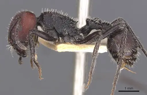Pogonomyrmex carbonarius specimen CASENT0913102 image casent0913102_3