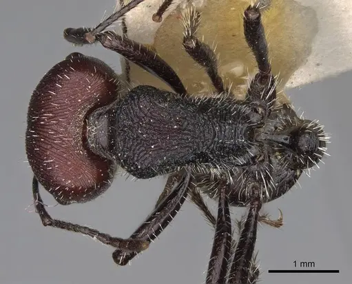 Pogonomyrmex carbonarius specimen CASENT0914202 image casent0914202_1