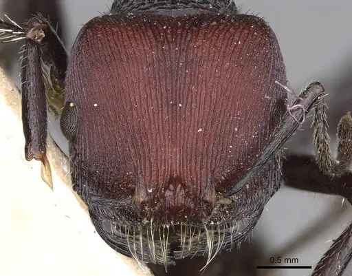 Pogonomyrmex carbonarius specimen CASENT0914202 image casent0914202_3
