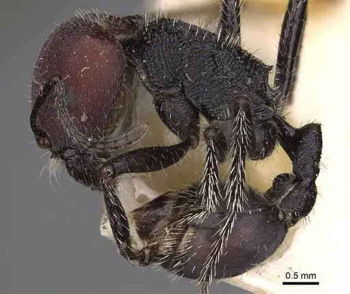 Pogonomyrmex carbonarius specimen CASENT0914202 image casent0914202_4